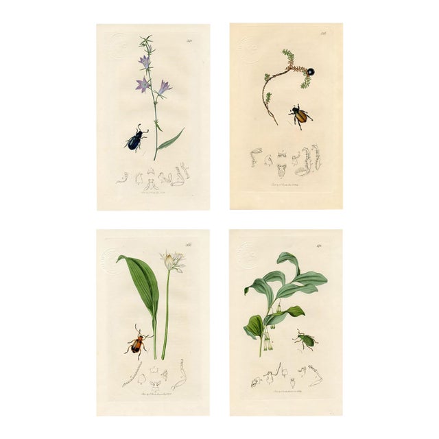 1830s, Antique Beetle Prints by John Curtis, Set of 4, Original Hand Colored Engraving, England For Sale