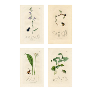 1830s, Antique Beetle Prints by John Curtis, Set of 4, Original Hand Colored Engraving, England