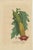 This image is a beautiful collage of antique hand-colored botanical engravings from 1845, each showcasing a different...