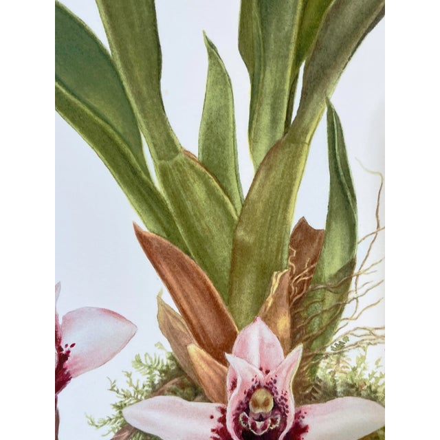 2020s Large Orchid Giclee Prints Hand-Retouched by Angela Mirro - Set of Three Framed Prints - For Sale - Image 5 of 18