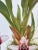 2020s Large Orchid Giclee Prints Hand-Retouched by Angela Mirro - Set of Three Framed Prints - For Sale - Image 5 of 18