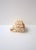 Tan Seashell Natural Tonna Galea, Circa 20th Century For Sale - Image 8 of 11
