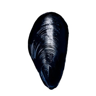 Mussel by Sivan Roshianu – Limited Edition Abstract Photograph | Unframed, Signed Archival Print For Sale