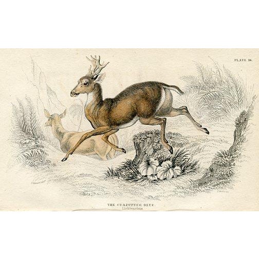 Original hand-colored antique Mammal print from "The Naturalist's Library", a multi-volume natural history folio published...