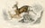 Original hand-colored antique Mammal print from "The Naturalist's Library", a multi-volume natural history folio published...