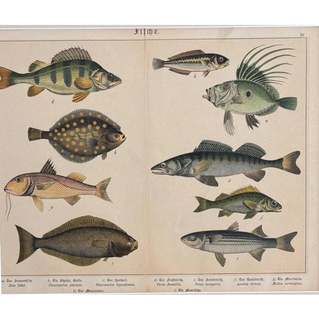 Up for sale is this antique lithograph from Naturgeschichte des Thier-, Pflanzen- & Mineralreichs in colorirten Bildern...