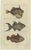 Fish Prints, 1832, Paper, Set of 3 For Sale - Image 3 of 7