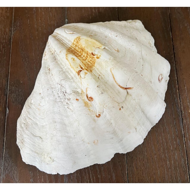 Tridacna Giant Clam Shell Natural Large Vintage Decorative Piece 12.75" For Sale In Houston - Image 6 of 9