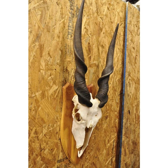 Vintage African Eland Skull Mount With Twisted Horns Taxidermy Cabin Decor For Sale - Image 10 of 10