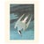 Teal 1966 Arctic Tern After John J. Audubon, Cottage Style Print For Sale - Image 8 of 8