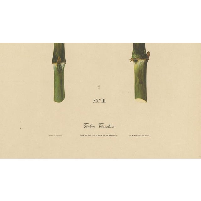 Late 19th Century Sugarcane, 1892, Paper For Sale - Image 5 of 10