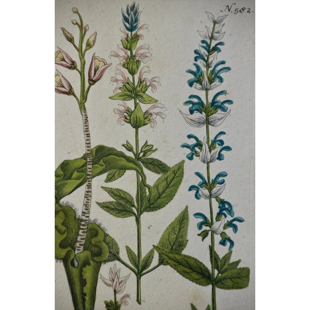 Weinmann 18th Century Hand Colored Botanical Engraving "Horminum Peregrinum", 1739 For Sale - Image 4 of 5