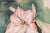 Realism Joseph Yeager Amaryllis Blossom Watercolor Circa 1940-1950 For Sale - Image 3 of 5