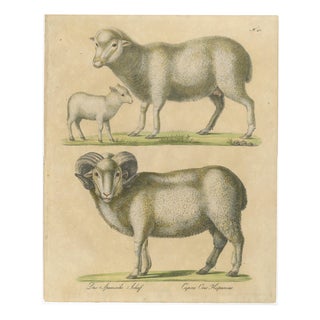 Brodtmann, Spanish Sheep, Ewe, Lamb & Ram, Lithograph, 1816 For Sale