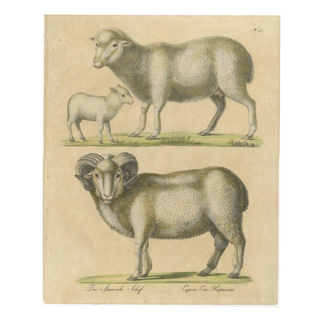 Brodtmann, Spanish Sheep, Ewe, Lamb & Ram, Lithograph, 1816 For Sale