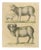 Brodtmann, Spanish Sheep, Ewe, Lamb & Ram, Lithograph, 1816 For Sale