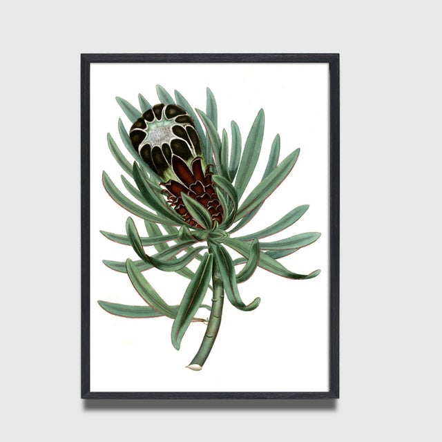 Traditional Reproduction Victorian Botanical Protea Flower Print #3 - 24" X 30" Unframed For Sale - Image 3 of 3