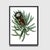Traditional Reproduction Victorian Botanical Protea Flower Print #3 - 24" X 30" Unframed For Sale - Image 3 of 3