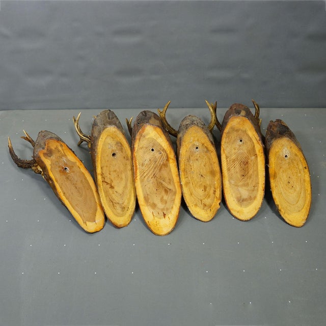 Brown Set of Six Roe Deer Trophies on Wooden Slices Germany Ca. 1950s For Sale - Image 8 of 8