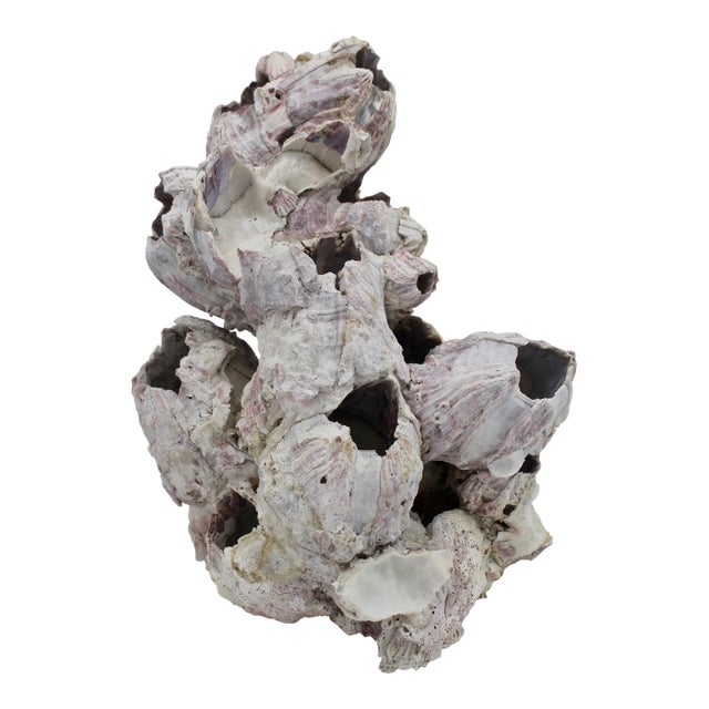 Vintage Organic Modern Coastal Barnacle Conglomerate Sculpture For Sale