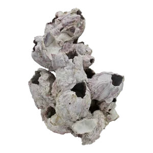 Vintage Organic Modern Coastal Barnacle Conglomerate Sculpture