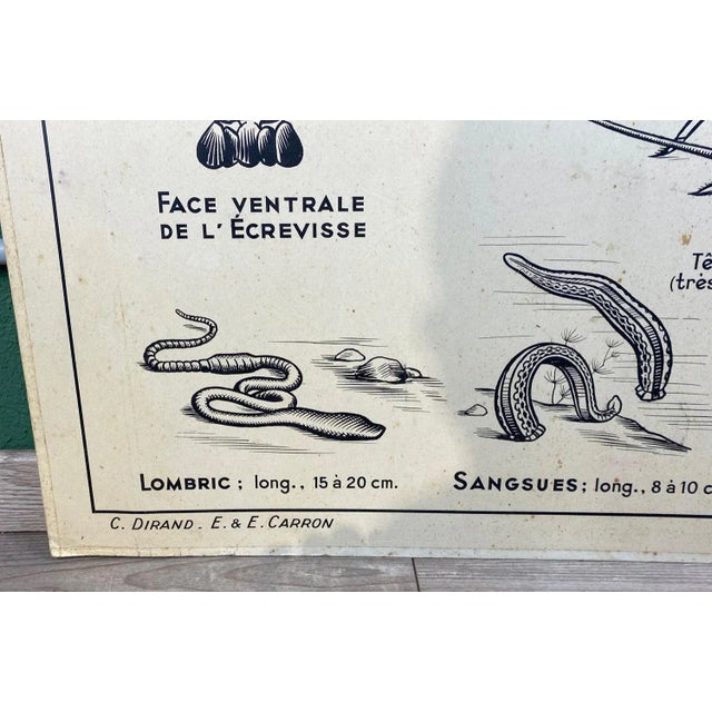 French Double-Sided Poster of Mollusks and Crustaceans For Sale - Image 15 of 18