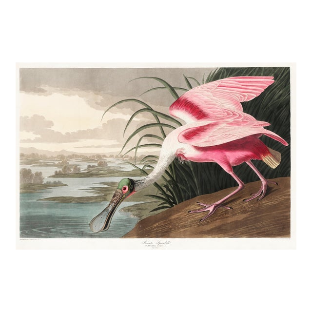 Roseate Spoonbill by John James Audubon, Vintage Art Print Reproduction, 36" × 24" For Sale
