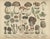 Morels & Truffles – Antique Botanical Lithograph, European Fungi 1885 This densely illustrated lithograph from 1885...