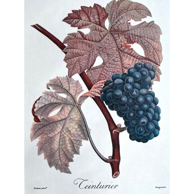 Illustration Vintage Lithograph of Teinturien Wine Grapes by Turpin For Sale - Image 3 of 4