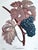 Illustration Vintage Lithograph of Teinturien Wine Grapes by Turpin For Sale - Image 3 of 4