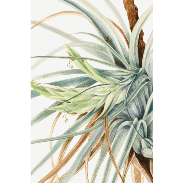 Vintage botanical artwork reproduced and refined for modern printing. Featuring dramatic tropical foliage, sculptural...