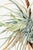 Vintage botanical artwork reproduced and refined for modern printing. Featuring dramatic tropical foliage, sculptural...