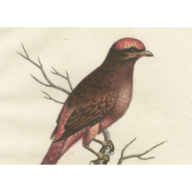 J.M. Seligmann, The Red Bird of Surinam, 18th Century, Engraving on Paper For Sale - Image 4 of 6