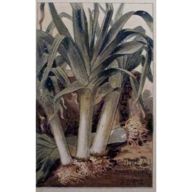 1900 Antique French Vegetable Chart For Sale - Image 4 of 5
