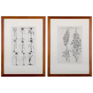 1719 De Bry Botanical Engravings - a Pair