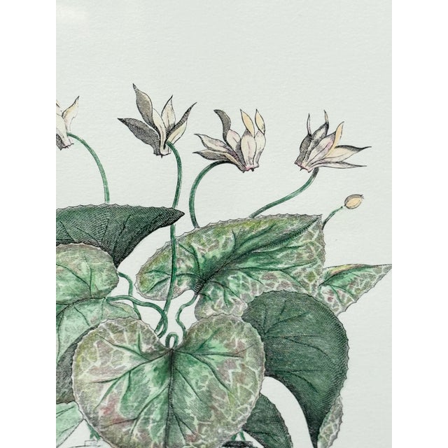 Shabby Chic Vintage Framed Pink Cyclamen Flower Print For Sale - Image 3 of 8