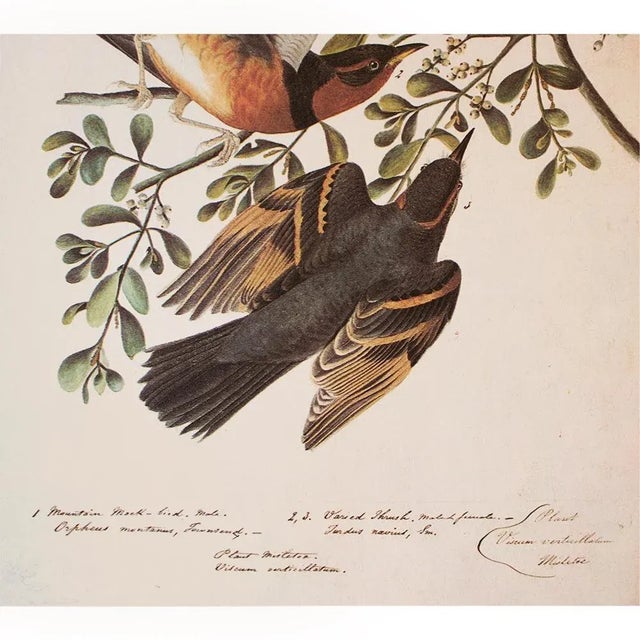 John James Audubon 1966 Cottage Print "Mountain Mockingbird, Sage Thrasher & Varied Thrush" After John James Audubon For Sale - Image 4 of 7