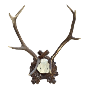 19th Century French Mounted Deer Antler Trophy on Carved Walnut Plaque