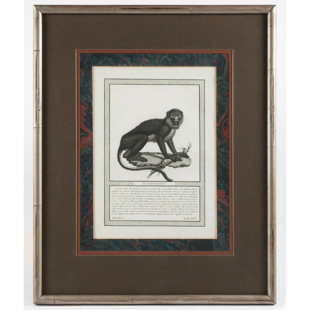 Black 19th-C. French Monkey Engravings Nicolas Henri Jacob - Jacob’s Monkeys - Framed & Matted - Set of 6 For Sale - Image 8 of 10