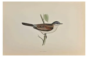 Alexander Francis Lydon, Whitethroat, Woodcut Print, 1870