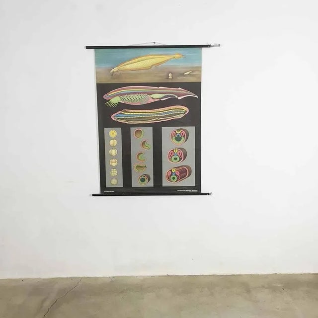 Educational Pull Down Biology Chart from Jung Koch Quentell, Germany, 1969 For Sale - Image 3 of 8