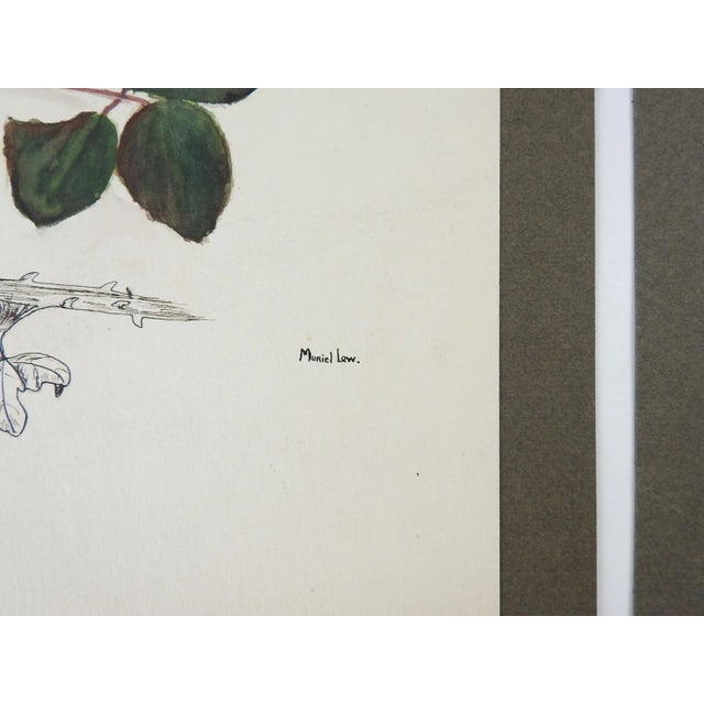 Early 20th Century Vintage Botanical Berries Watercolor Paintings - a Pair For Sale - Image 5 of 6