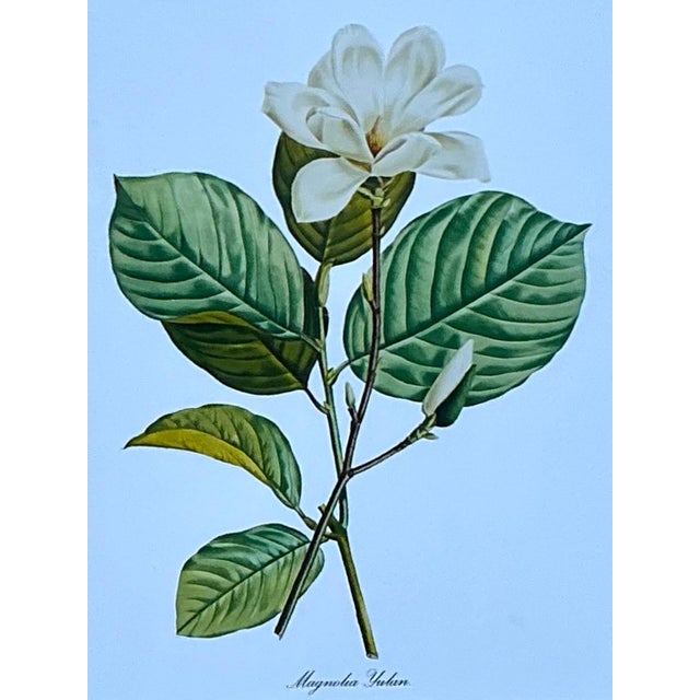 Vintage Botanical Floral Prints in Wood Frames - Set of 5 For Sale - Image 12 of 13