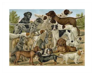 'Dog Breeds 1' Archival Reproduction Print