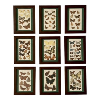 Antique Butterfly Print Gallery Wall Set in Walnut Frames - 9-Piece For Sale