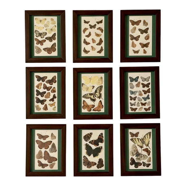 Antique Butterfly Print Gallery Wall Set in Walnut Frames - 9-Piece For Sale