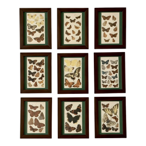 Antique Butterfly Print Gallery Wall Set in Walnut Frames - 9-Piece