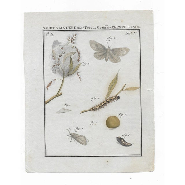 Hand colored engravings of moths and butterflies from "Beschouwing der wonderen Gods in de Minstgeachtte Schepzelen of...