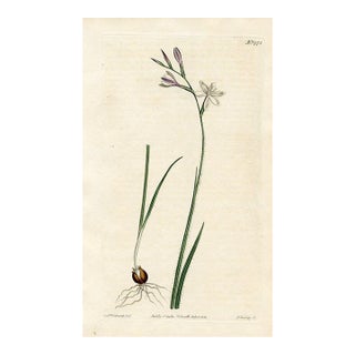 1812, Eveninglily Botanical Print, Curtis's Botanical Magazine, Original Antique Botanical Print, Engraving, England For Sale