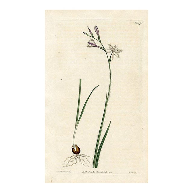 1812, Eveninglily Botanical Print, Curtis's Botanical Magazine, Original Antique Botanical Print, Engraving, England For Sale